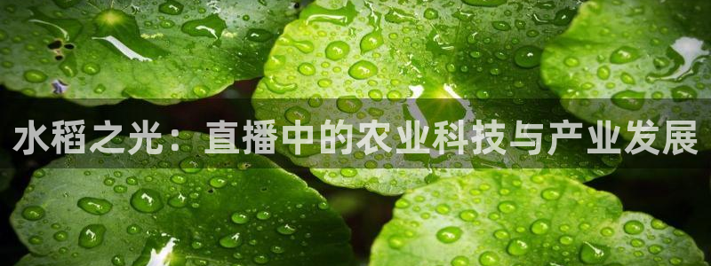 咪咕足球直播免费观看手机版：水稻之光：直播中的农业科技与产业发展
